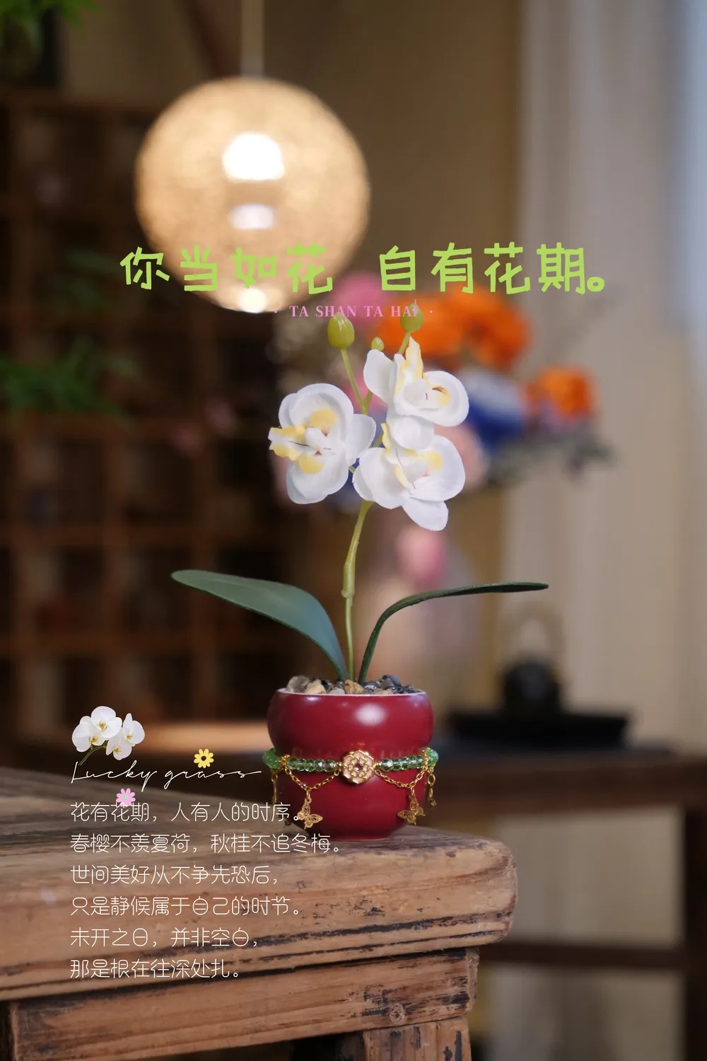 蝴蝶兰葫芦杯永生花
